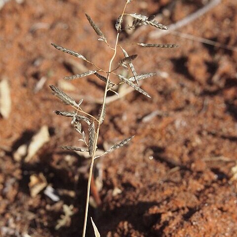 Eragrostis falcata unspecified picture