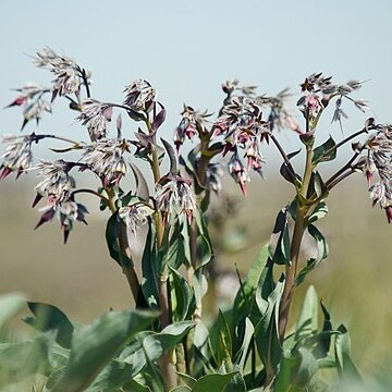 Rindera tetraspis unspecified picture