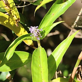 Pollia macrophylla unspecified picture