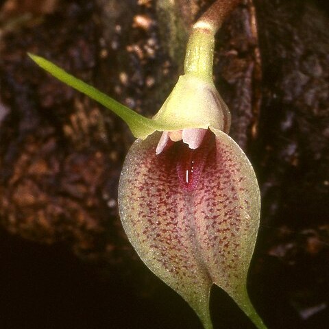 Masdevallia zahlbruckneri unspecified picture