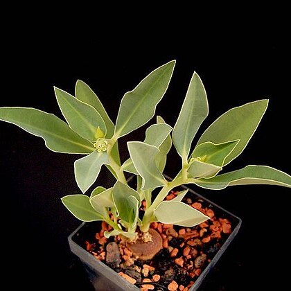 Euphorbia platycephala unspecified picture