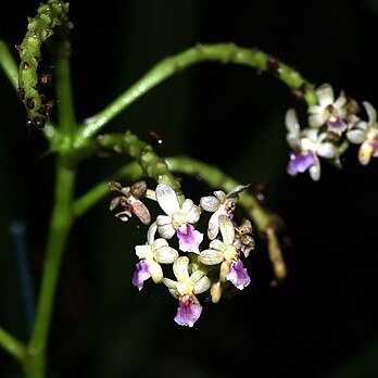 Sarcophyton pachyphyllum unspecified picture