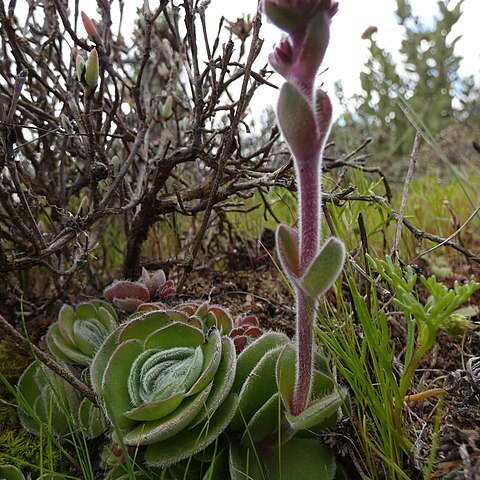 Crassula tomentosa unspecified picture