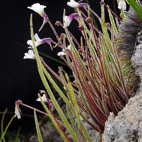 Pinguicula heterophylla unspecified picture