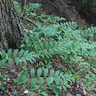 Polygonatum orientale unspecified picture