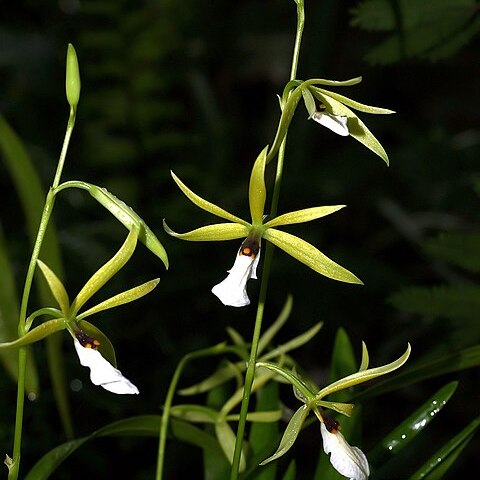 Prosthechea tripunctata unspecified picture