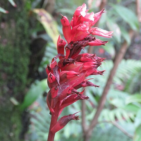 Stenorrhynchos albidomaculatum unspecified picture