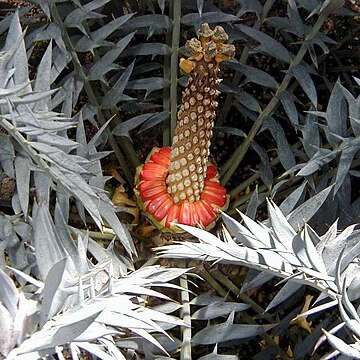 Encephalartos horridus unspecified picture