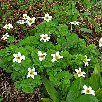 Callianthemum hondoense unspecified picture