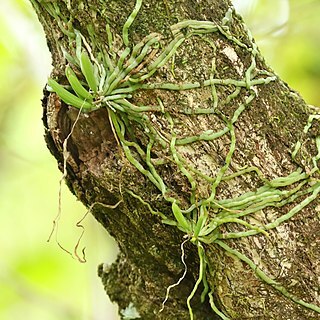 Taeniophyllum marianense unspecified picture