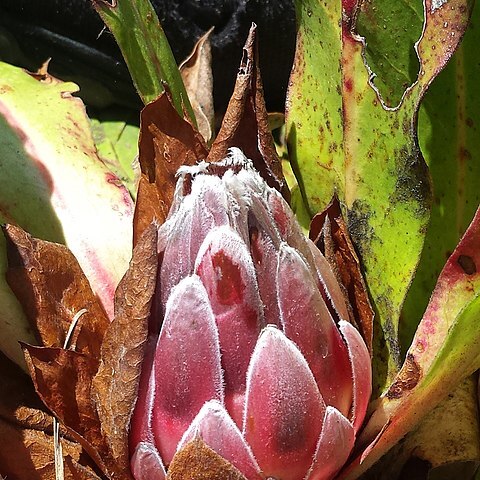 Protea caespitosa unspecified picture