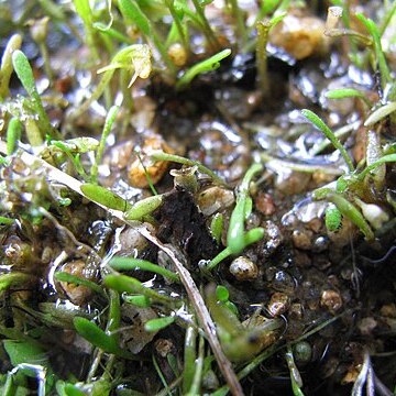 Glossostigma cleistanthum unspecified picture