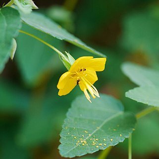 Corchoropsis unspecified picture