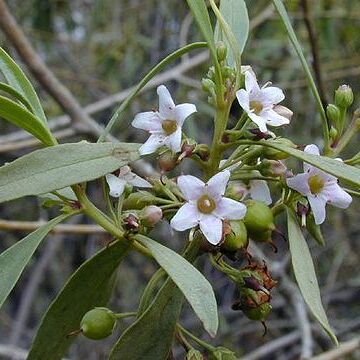 Myoporum unspecified picture