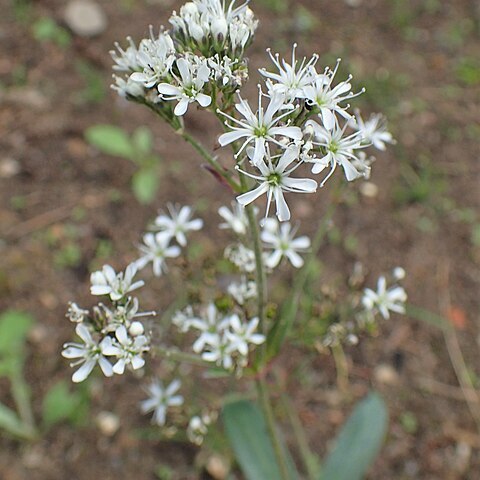 Gypsophila cephalotes unspecified picture