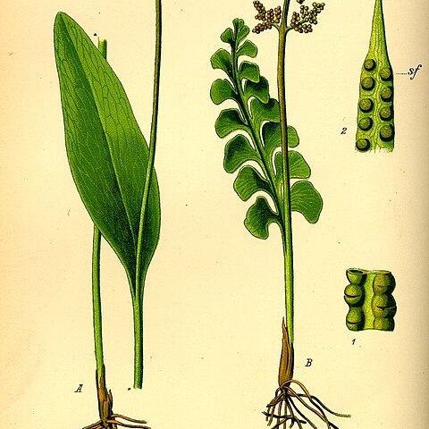 Ophioglossaceae unspecified picture