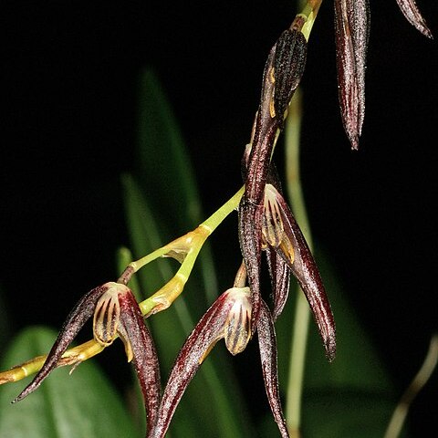 Stelis megachlamys unspecified picture