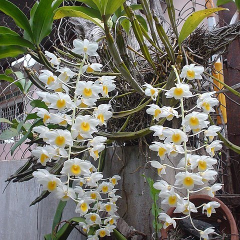 Dendrobium palpebrae unspecified picture