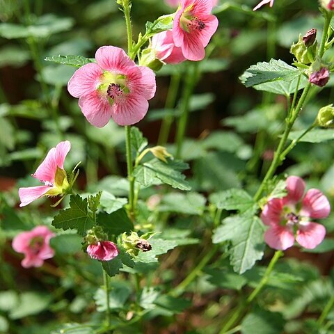 Anisodontea capensis unspecified picture