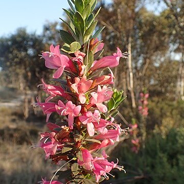 Eremophila calorhabdos unspecified picture