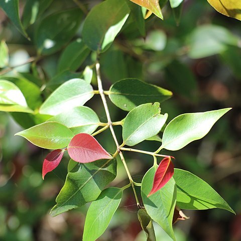 Backhousia tetraptera unspecified picture