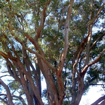 Eucalyptus acmenoides unspecified picture