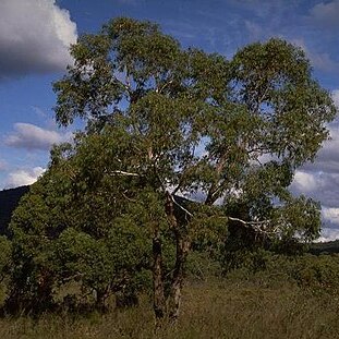 Eucalyptus aromaphloia unspecified picture