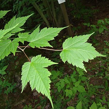 Acer barbinerve unspecified picture