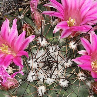 Mammillaria melanocentra unspecified picture