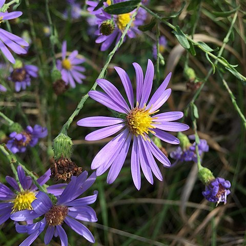 Symphyotrichum patens unspecified picture