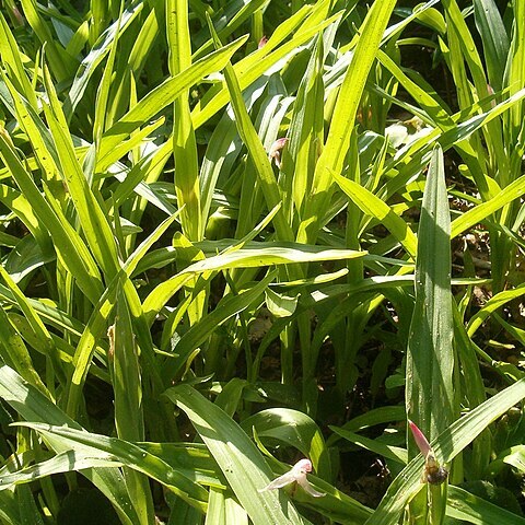 Roscoea scillifolia unspecified picture