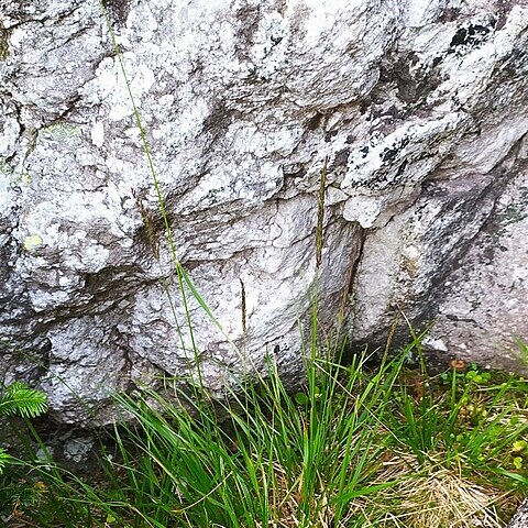 Calamagrostis lapponica unspecified picture