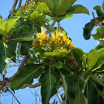 Deplanchea tetraphylla unspecified picture