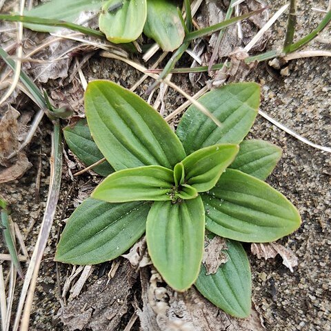 Plantago depressa unspecified picture