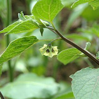 Physalis coztomatl unspecified picture