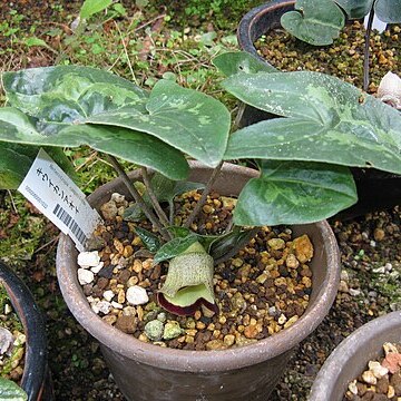 Asarum campaniflorum unspecified picture