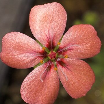 Drosera pulchella unspecified picture