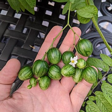 Solanum caripense unspecified picture