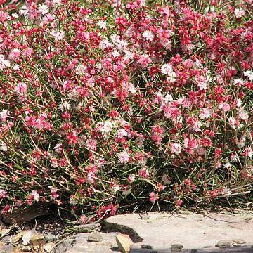 Hypocalymma angustifolium unspecified picture