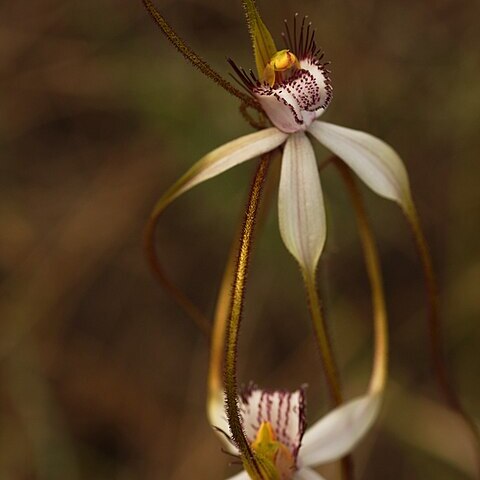 Caladenia longicauda subsp. borealis unspecified picture