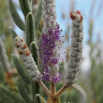 Newcastelia bracteosa unspecified picture