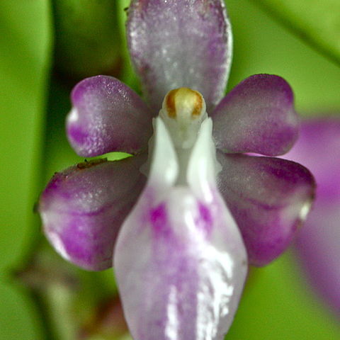 Micropera utriculosa unspecified picture