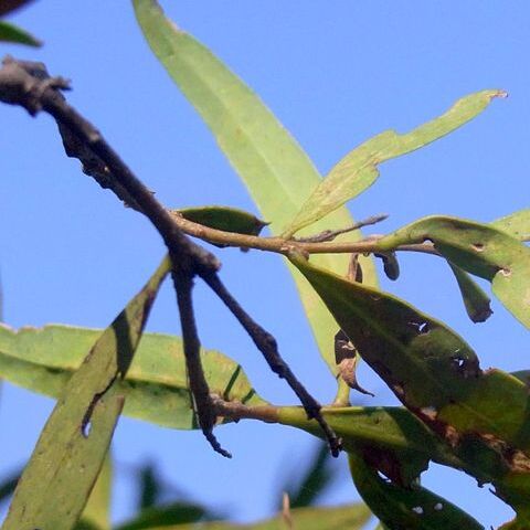 Notelaea microcarpa unspecified picture