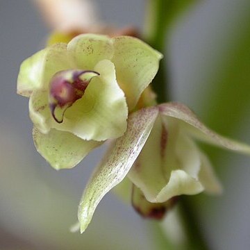 Scaphyglottis modesta unspecified picture