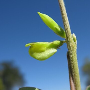 Macrotyloma axillare unspecified picture