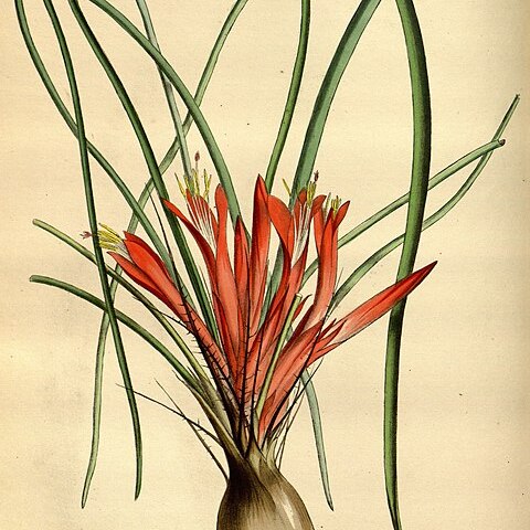 Pitcairnia heterophylla unspecified picture