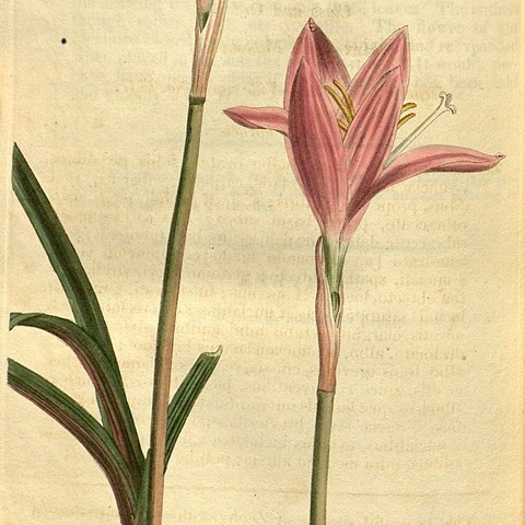 Zephyranthes carinata unspecified picture