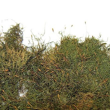 Amblystegium serpens unspecified picture