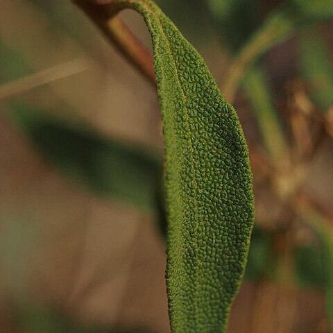 Dicrastylis exsuccosa unspecified picture