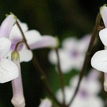 Streptocarpus kentaniensis unspecified picture